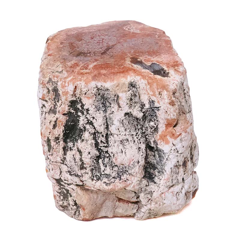 0.35kg Petrified Wood Specimen X478 3 0.35kg Petrified Wood Specimen X478 | Crystal Factory