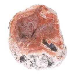 0.35kg Petrified Wood Specimen X478 10 0.35kg Petrified Wood Specimen X478 | Crystal Factory