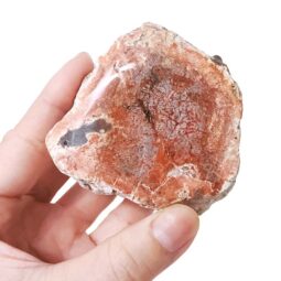 0.35kg Petrified Wood Specimen X478 9 0.35kg Petrified Wood Specimen X478 | Crystal Factory