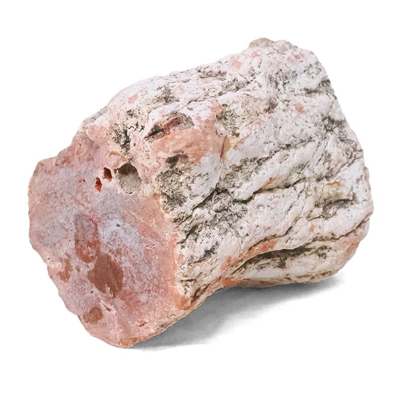 0.35kg Petrified Wood Specimen X478 7 0.35kg Petrified Wood Specimen X478 | Crystal Factory